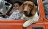 chien-braque-portiere-auto.jpg