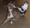 chien-chat-kungfu-matrix2.jpg