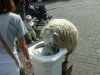 mouton-boit-fontaine.jpg