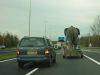 elephant-en-remorque-autoroute.jpg