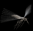 Image: insecte_moustic006.gif