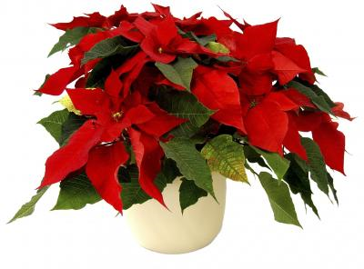 Image: poinsetta.png