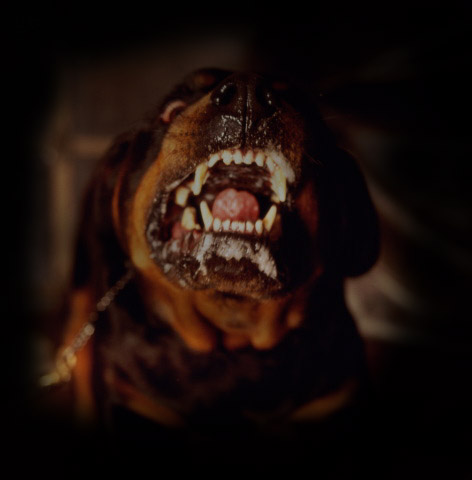 Image: rottweiler2.jpg