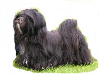 Image: shihtzu.jpg